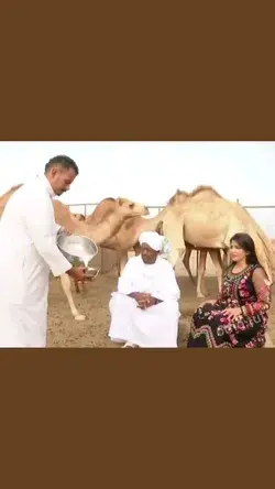 @Funny Camel. 😂😁
