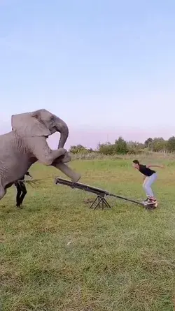 Fat man vs elephant