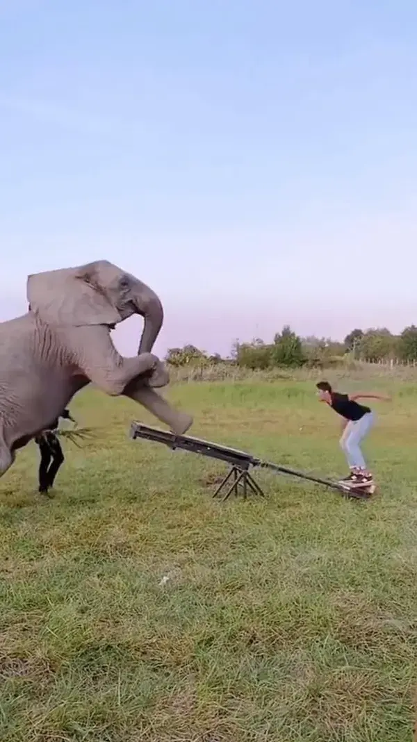 Fat man vs elephant