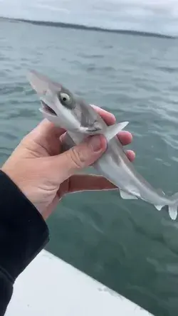 Adult Pigmy Flashlight Shark 🦈🔥