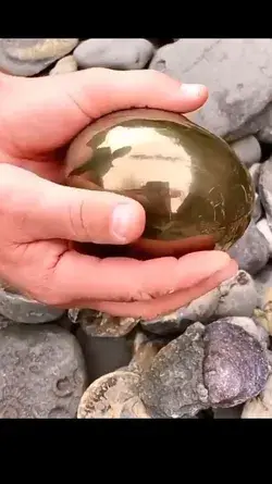 Amazing ammonite fossils Golden stone😍😍😍😍