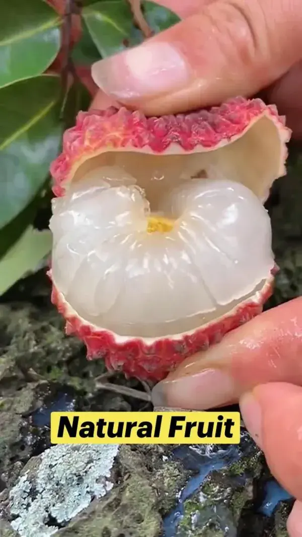 Natural Fruit