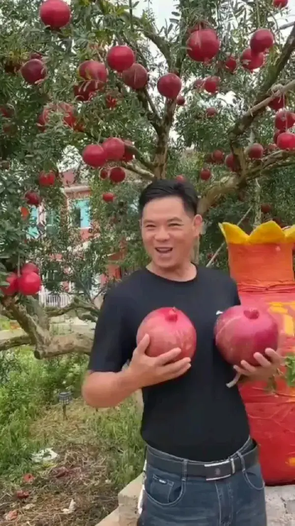 Pomegranate