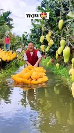 wow mango farm🤩