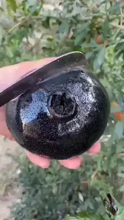 Black pomegranate . Kindly dm me for credit/remove  #sosatisfying #oddlysatisfyingvideo  #satisfying