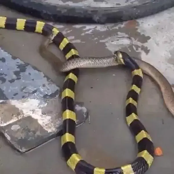 snake fighting animal wildlife - YouTube