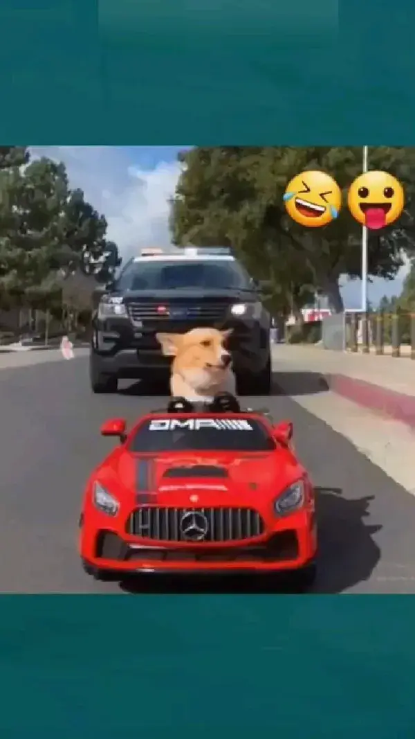 Dog with police 😂😂