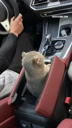 So cute cat in the car #meow #purr #cat #cats #kittens #fluffycat #catlover #pet #cuteanimal