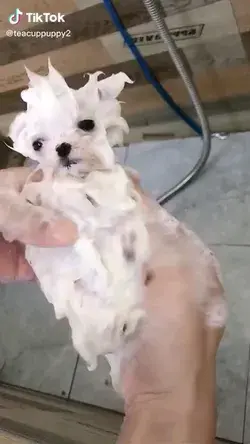 Bathing time 🐶🐾😍