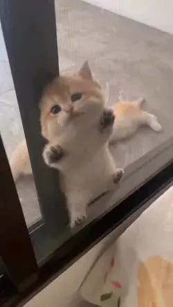 Kitten Cute Climbing
