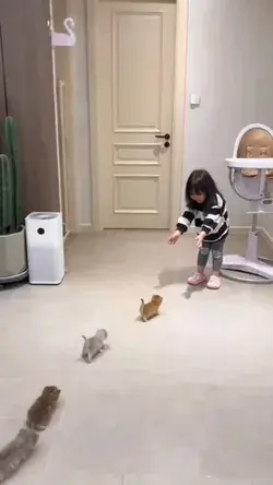 Do you play with your cat ? 🥰❤️❤️