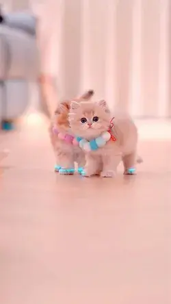 Cute Cat Videos Compilation