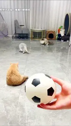 cats playing soccer / cats playing sports / cats playing together / cats playing cute #catsplaying