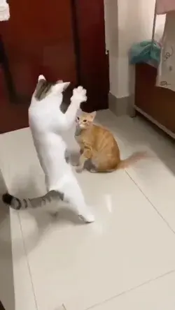 funny cat doing funny 😂