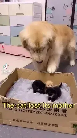 Dog care a cat baby