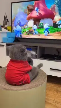 Cute little cat watching movie