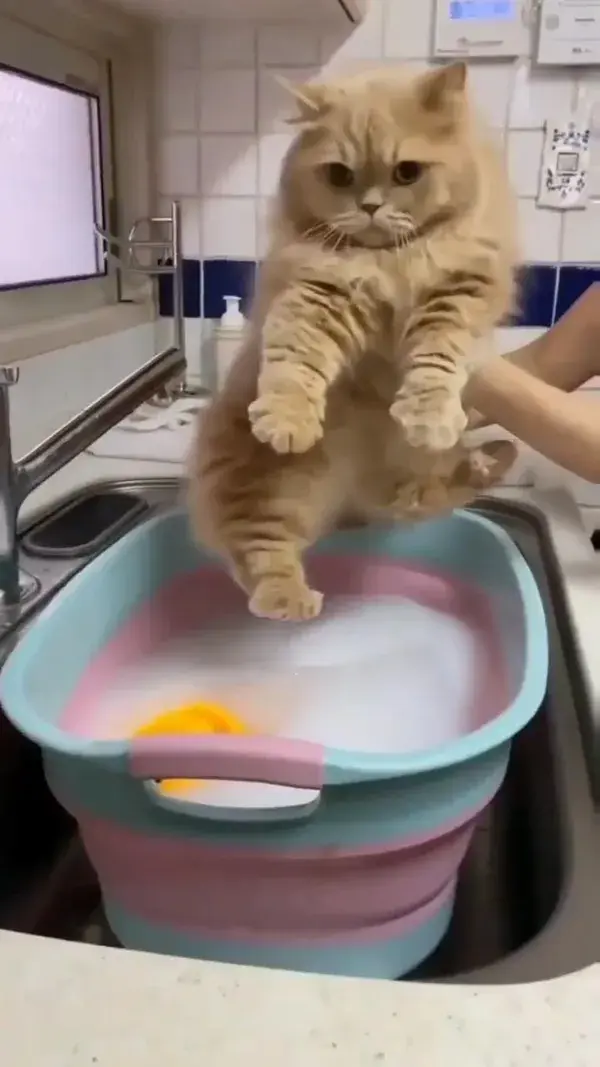 cat bath