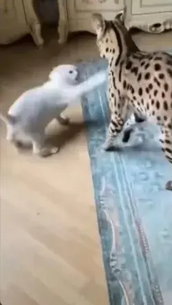 to intimidate a serval