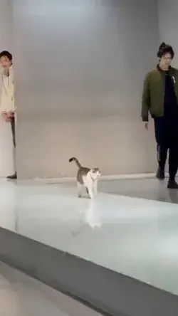 ON THE CATWALK...