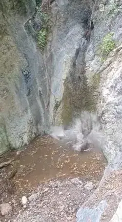 wild pigs take a splash on a waterfall