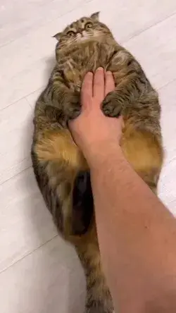 fat and cute
