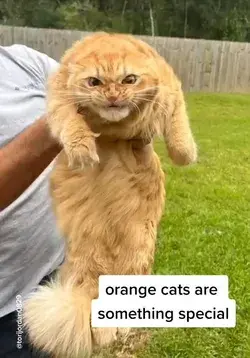 The second after she blinks tho 🥺 (@Tori Jordan) #orangecat #catsoftiktok #cattok #catlover #cats