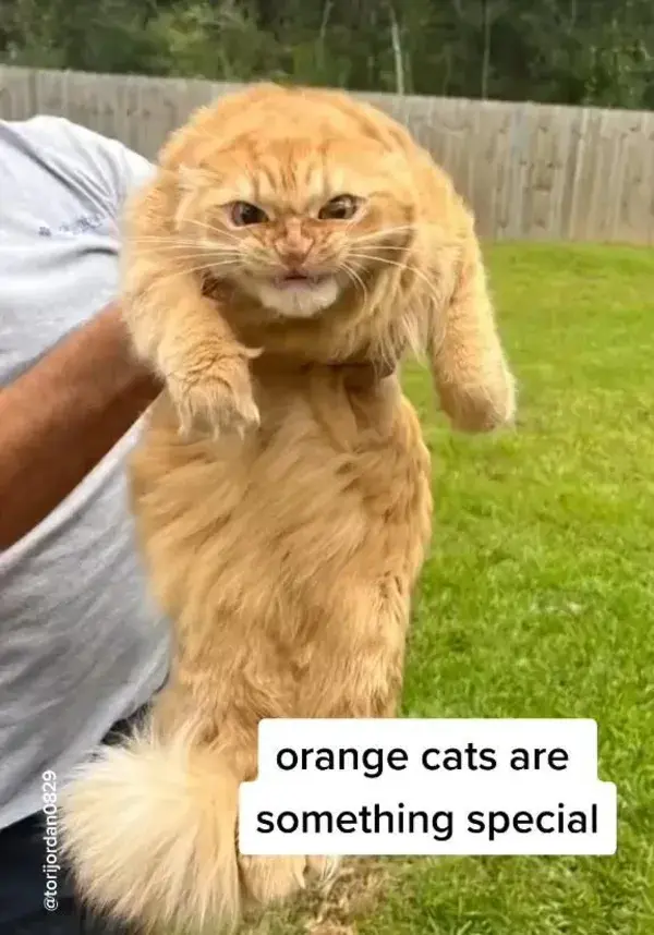 The second after she blinks tho 🥺 (@Tori Jordan) #orangecat #catsoftiktok #cattok #catlover #cats