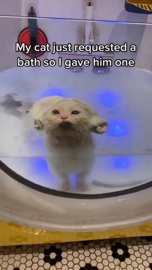 My Cat Requested A Bath Because He's Insecure