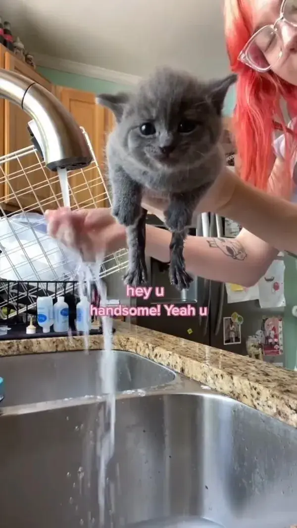 The truth about a kitten taking bath, it will meow when touched|cute kitten|funny cat videos