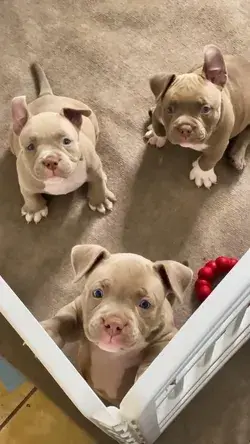 The Ultimate Puppy Joy: 3 Sweet Pit Bull Pups That Will Melt Your Heart!