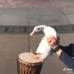 Drum Duck 