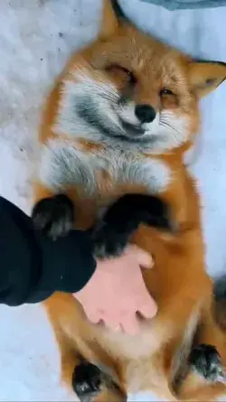 Relaxing FOX