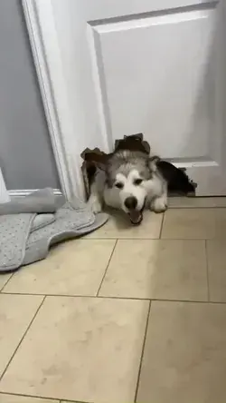 Husky😨😱 just wants to play