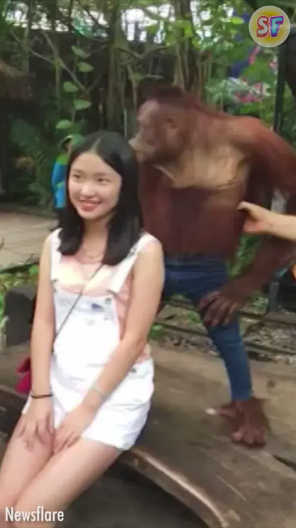 Orangutan gifts a woman a memorable experience