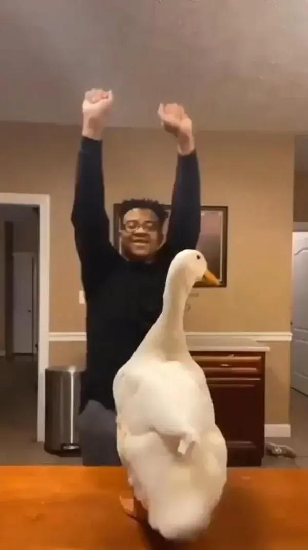 Duck has the moves
