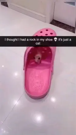 There's a Cat in the shoe,Can you believe it?!😺😮