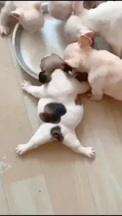 Puppies drinking milk