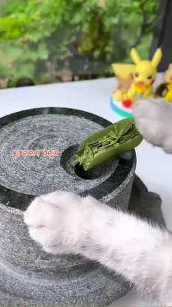 cat chef