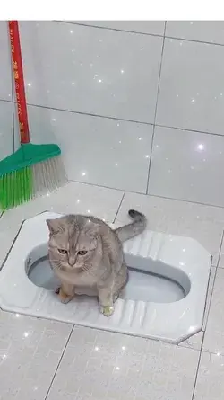 Cat Toilet Time #cats