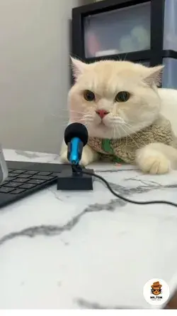 funny sound cat