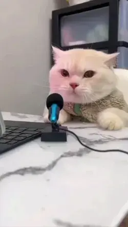 Cute cat singing