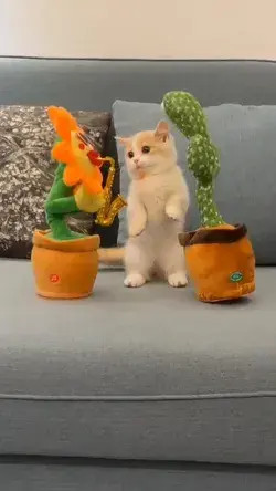 Funny Cat Dance 🥰🐾