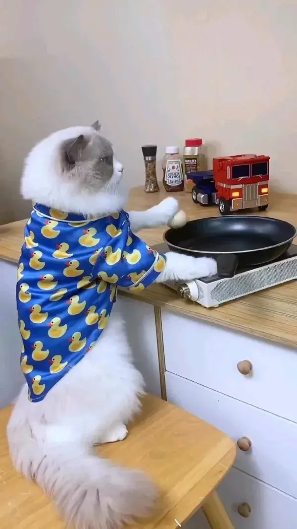 funny cats video