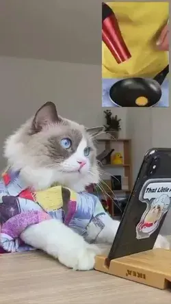 cat preparing eggs