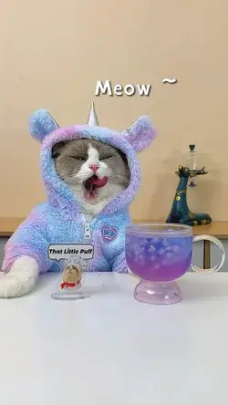 [That Little Puff] magician kitten make magical tea