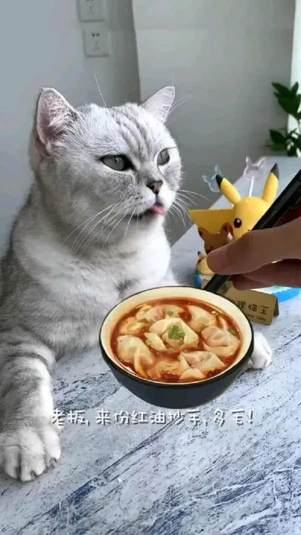 Awwww!!!  cute cat is cooking momo for YOU 🍲🍲🍲🍲🍲🍲🍲 #cat