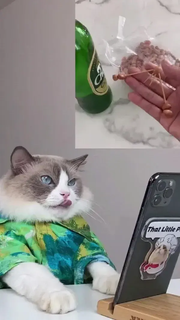 Funny  Cat video 😂