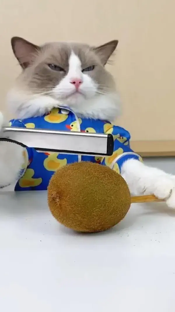 Prepare your earbuds! #thatlittlepuff #ChefPuff #catsofyoutube  #asmr