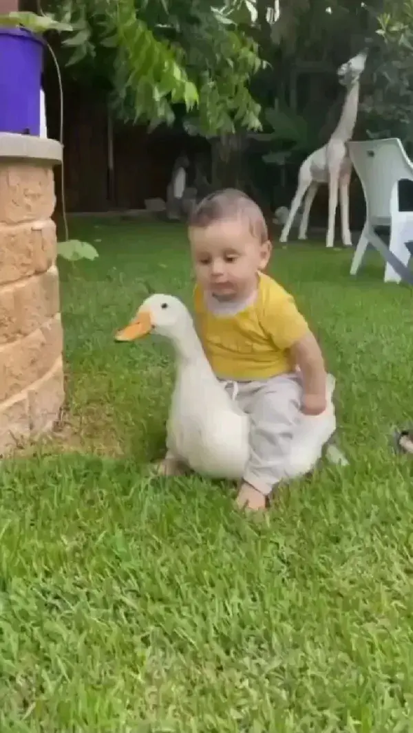 🤣🤣🤣🦢🦢🦢🙇🙇