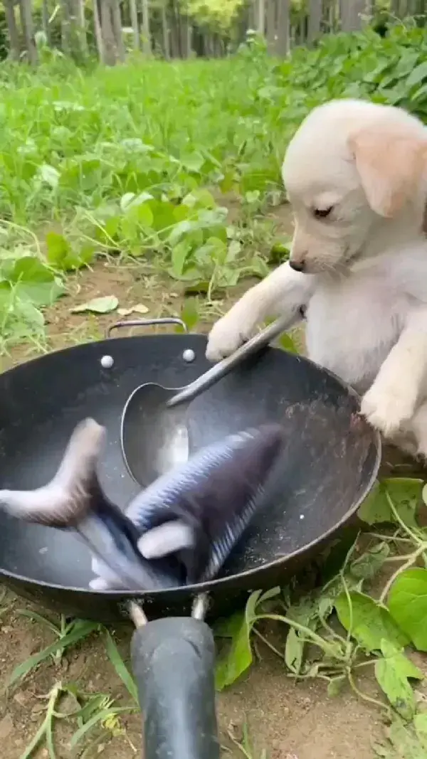 puppy Labrador is busy in cooking fish